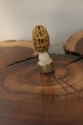 Carved Yellow Morel Mushroom from a Shed Whitetail Antler Point — photo 1