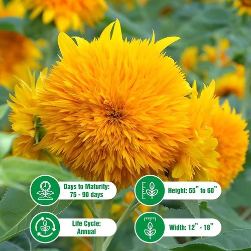 Axel's Garden Seeds Sunflower Seeds - Thumbnail 2
