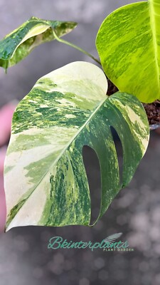 arrowhead vine plant Syngonium Albo Variegata #6 main image 1