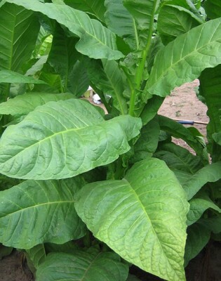 where can you buy tobacco plants Plant Varieties for Home Growers: Goff, Robert C.A.: 9798986772806 Books They produce abundant gorgeous 1000 Dixie Bright 27 Tobacco