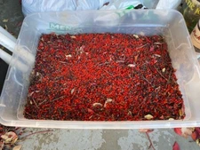 BURNING BUSH 300 SEEDS (EUONYMUS ALATUS)