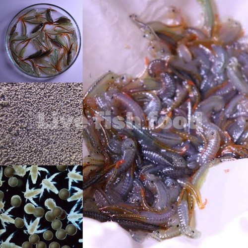 Fairy Shrimp Eggs eBay