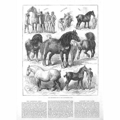 CART HORSE SHOW at the Agricultural Hall - Antique Print 1882