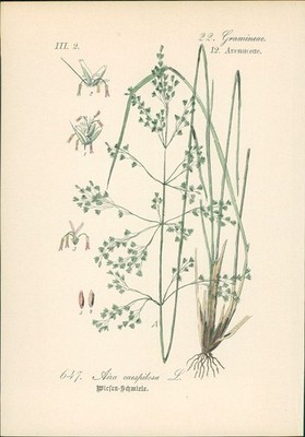 Chromolithographie : Wiesenschmiele. Aira caespitosa L. Gramineae. Avenaceae. Sy