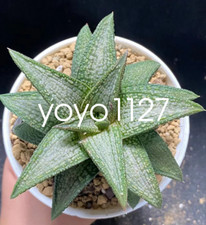 Haworthia Hybrid Kintaikyo Succulent Plant Home Garden Beautiful Plant7-9