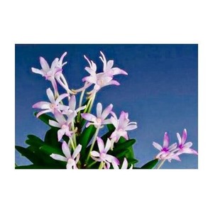 japaneseorchids | eBay Stores