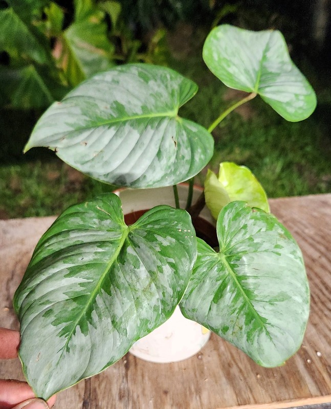 Philodendron Sodiroi Plant in 5" Pot 6" Tall 11" Wide