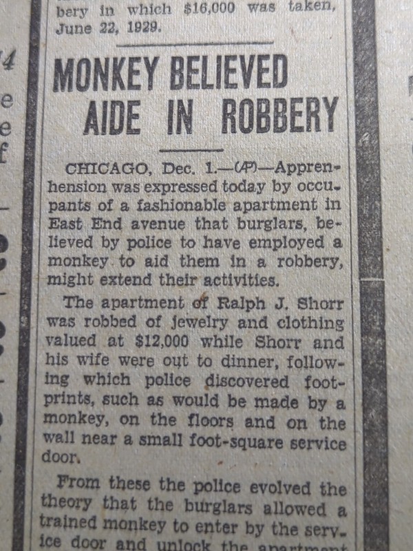 DEC 1, 1930 NEWSPAPER PAGE #1991- TRAINED MONKEY AIDES IN ROBBERY 🐒