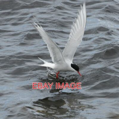 PHOTO  ARCTIC TERN (STERNA PARADISEA) WESTING BEACH THIS BIRD IS USING ITS MANOE