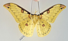 SA34153. Unmounted insect: Loepa sp. North Vietnam.