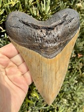 Megalodon Shark Tooth 6.09 Fossil Shark Teeth