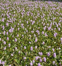 Water Hyacinth Floating 6 Medium Plants Koi Pond Fish Aquatic Filtration