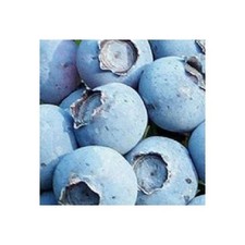 Sweetheart Blueberry Plant Live Starter Sweet Fruit High Yield Bush