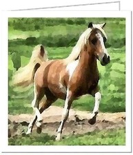 Miniature Horse - Uno - Set of Six Notecards - - - 5  x 5  Inches
