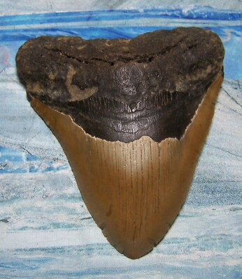 #ad MEGALODON Shark Tooth 5quot; sharks teeth MASSIVE jaw REAL fossil SERRATED color $199.00