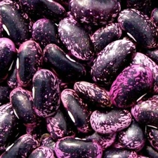 Scarlet Runner Bean Seeds  | NON-GMO | Fresh Garden Seeds ( 40 seeds)
