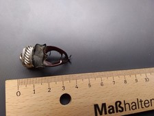 Charivari Hirschkäfer