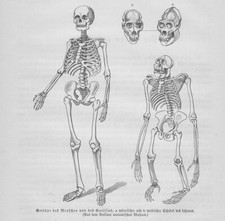 Squelette Humain - Gravure Sur Bois De Gorille De 1891 Anatomie Squelette Singe