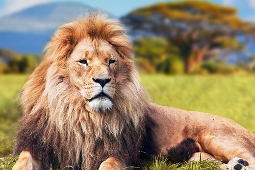 Wild Lion Dangerous Animals Nature Painting Print Wall Art Home - POSTER 20"x30" - 第 1/3 張圖片