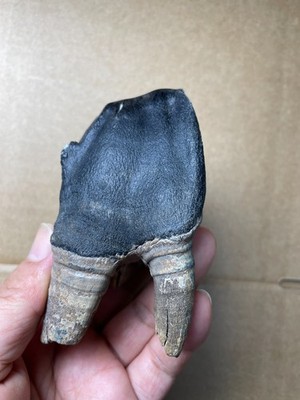 254g Ice Age tooth collection