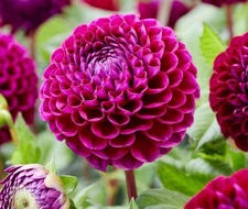 1  IVANETTI Ball Dahlia - Large Tuber - US Seller