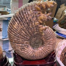 37.47lb Large Natural Ammonite Fossil Quartz Crystal Specimen Healing