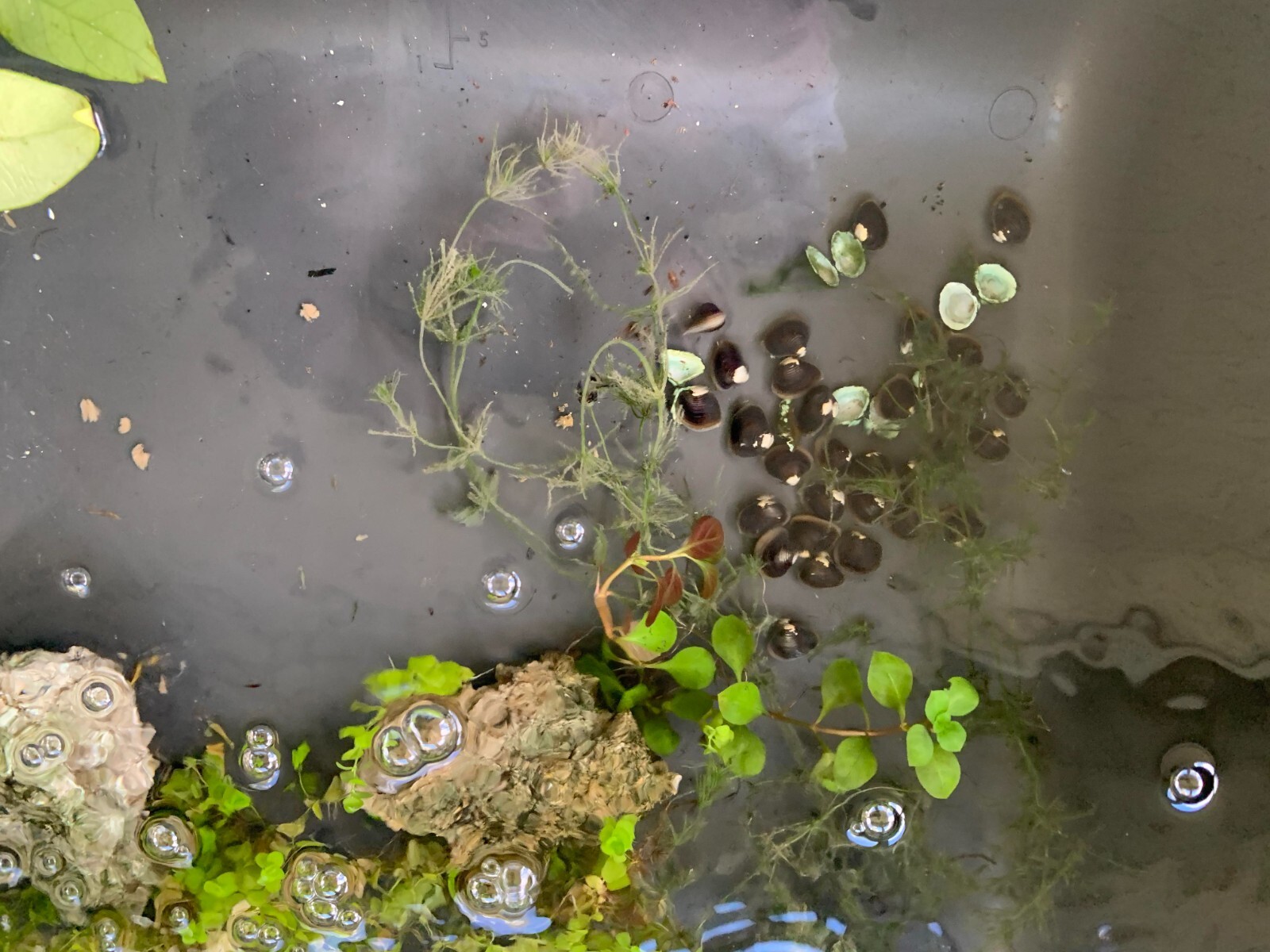 Live Freshwater Clams and Mussels bio filter Aquariums Ponds cleaner. ON SALE! eBay