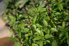 500 Thai Basil Seeds Garden Herb
