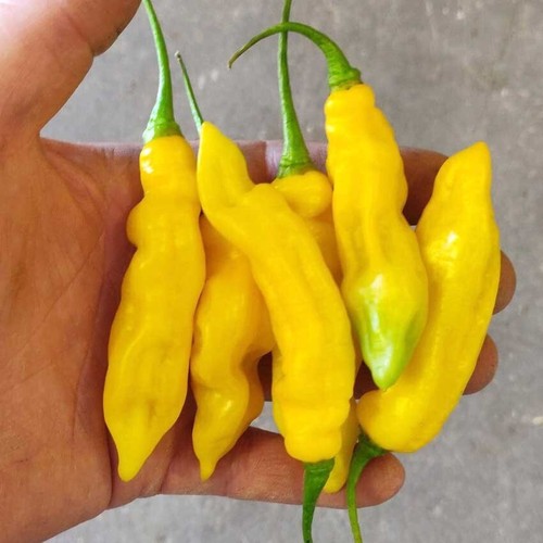 Piment Madame Jeanette (10 Graines) - Originaire du Suriname - Bio