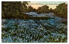 1935 A Field of Bluebonnets, Hand Colored, San Antonio, TX Postcard