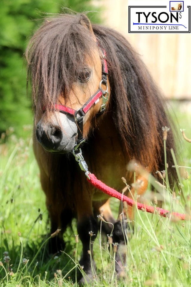 Halfter Nylo Glitzer Rot Lila Weiß Rosa MS S P VB WB Blink Glitzerhalfter Tysons - Bild 4 von 4