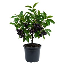 Black Jambu Plum Tree Live Plant, 8-12 Inch Tall, Half