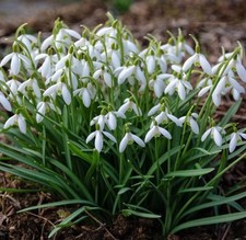 CHEAPEST ON EBAY 100 x Single Snowdrop Bulbs  (In the Green)-  X