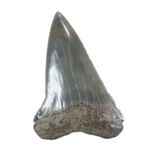 Diente de tiburón fósil Mako Isurus hastalis río Santa María. Georgia EE. UU. EA9448