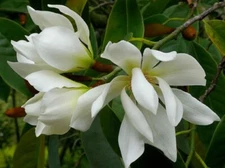 Magnolia doltsopa | Sweet Michelia | 5_Seeds