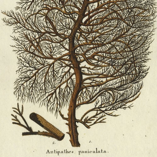 Seltene 1791 Johannes Esper handfarbige Gravur von KORALLEN, Antipathes Tab. II - Bild 4 von 6