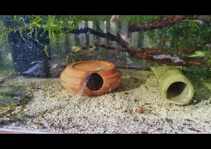 1 Pleco nariz de cerdas 4" cueva/cabaña para cría - Ancistrus cíclidos cabaña criadero de huevos Foto 2 de 4