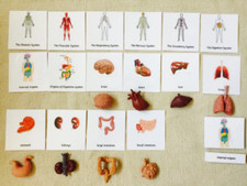 Montessori Human Anatomy Human Organs 5 Parts Cards with Miniatures