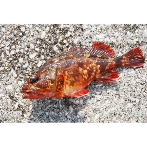 Hamada Pro Marine Hole Fishing TETRA DX 130M - Picture 4 of 5