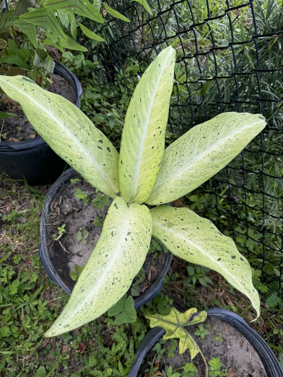 Dieffenbachia Camouflage