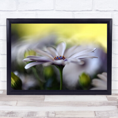 Traum auf Blume Sommer Bokeh Blütenblätter Garten Wandkunstdruck