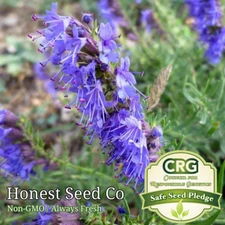 500+ Hyssop Seeds | Non-GMO Heirloom Hyssop Herb Garden Medicinal Seeds from USA