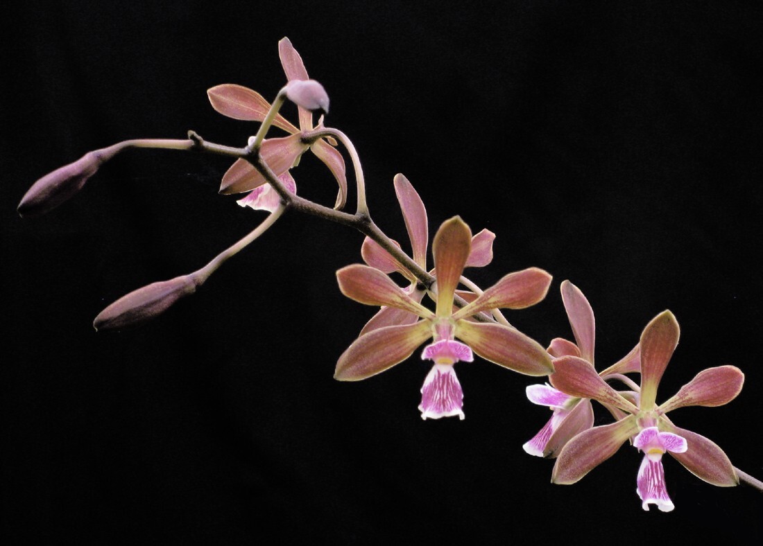 RARE SPECIES Encyclia chapadensis Orchid Plant eBay