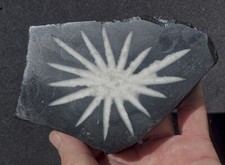 Chrysanthemum Stone Thick Slab w/Perfect Star Burst Spray 332 Grams- 11.7 Oz