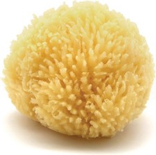 Natural Caribbean Sea Sponge All Natural Renewable Sea Sponge 4 Inch