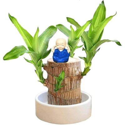 A Set of Green Plant Brazilian Wood Water Raise Lucky Wood Potted Tree Indoor US