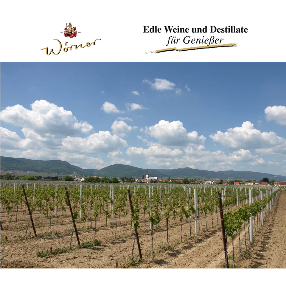 WEINGUT WÖRNER: 12 Fl. Wein Probierpaket, Weißwein Rotwein lieblich, Weinprobe - Bild 3 von 4