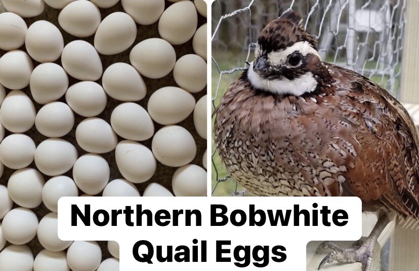 200+ Northern Bobwhite Quail fertile hatching eggs! NPIP CertFREE