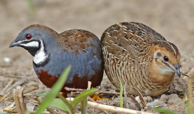 60 BUTTON QUAIL EGGS choose from 12+ colors ships USPS PRIORITY PLEASE READ ALL