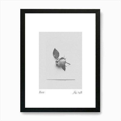Rose Botanical Collage 2 Kunstdruck gerahmt Wandbild Poster Leinwanddruck Bild